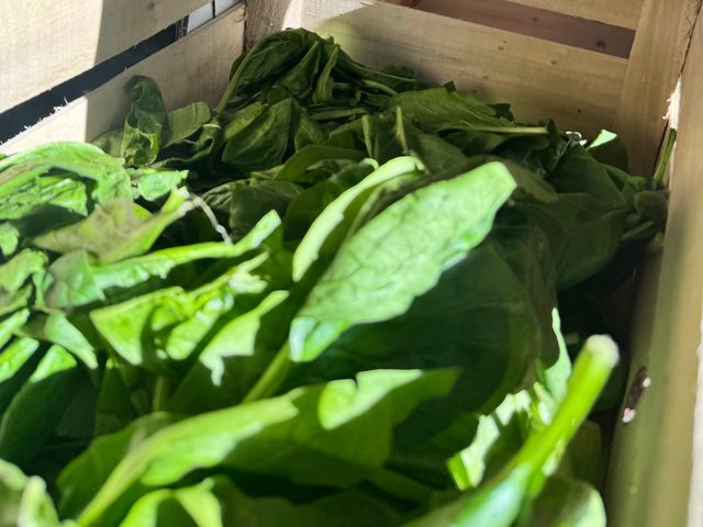 Épinards frais bio, Potager de Kerouar