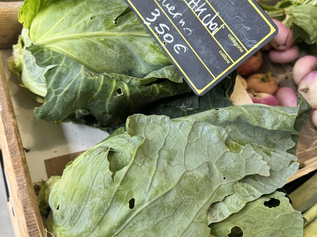 Chou pointu / pak choï bio, Potager de Kerouar