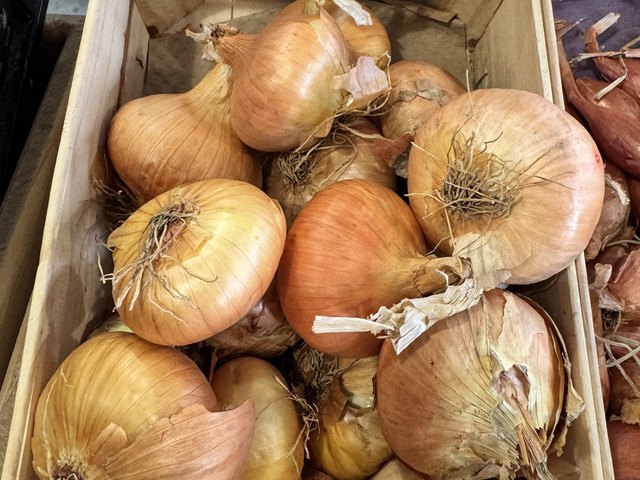 Oignons bio, Potager de Kerouar